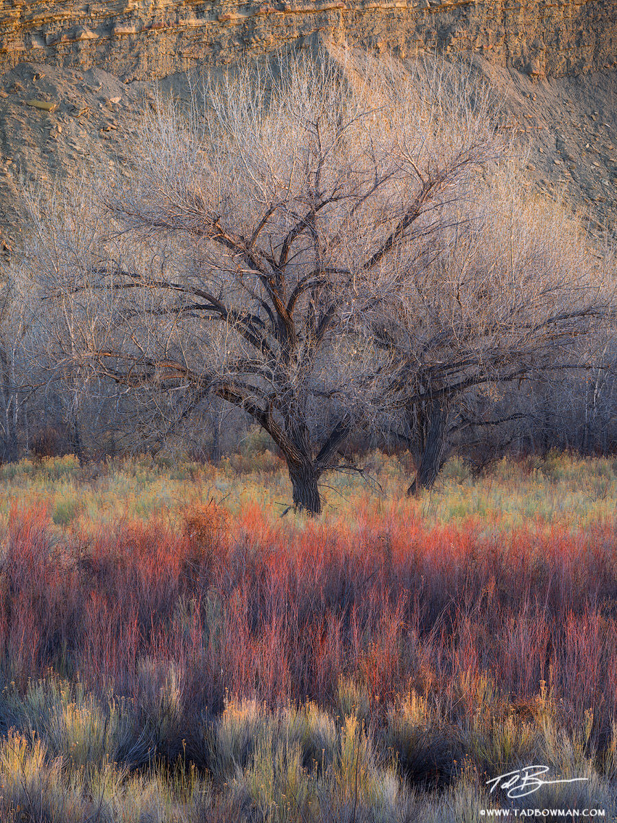 This Utah desert photo depicts last light on a cottonwood tree with colorful willows in the foreground