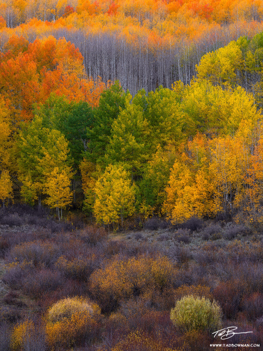 This Colorado fall photo depicts a colorful aspen forest surrounded by vibrant fall foliage in the Gunnison National Forest