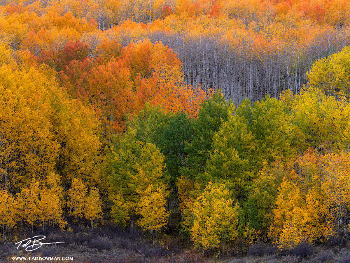 This Colorado fall photo depicts a colorful aspen forest surrounded by vibrant fall foliage in the Gunnison National Forest