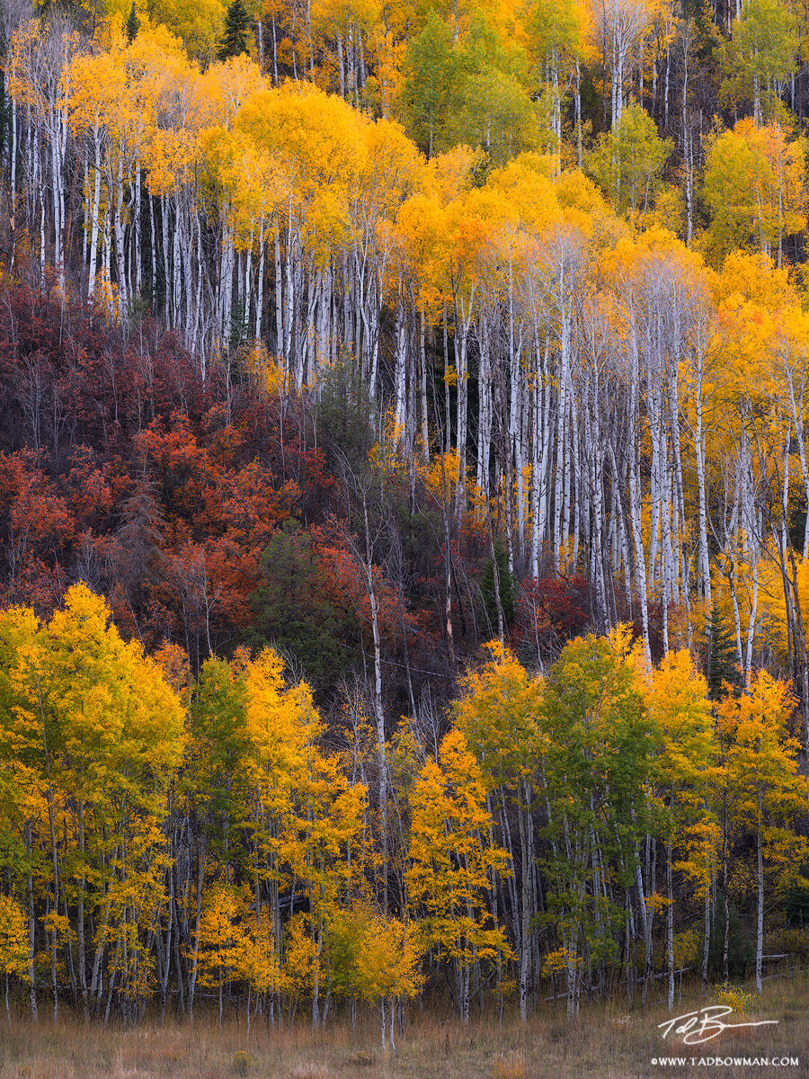 This Colorado fall photo depicts colorful scrub oak and aspen tree foliage in the White River National Forest.