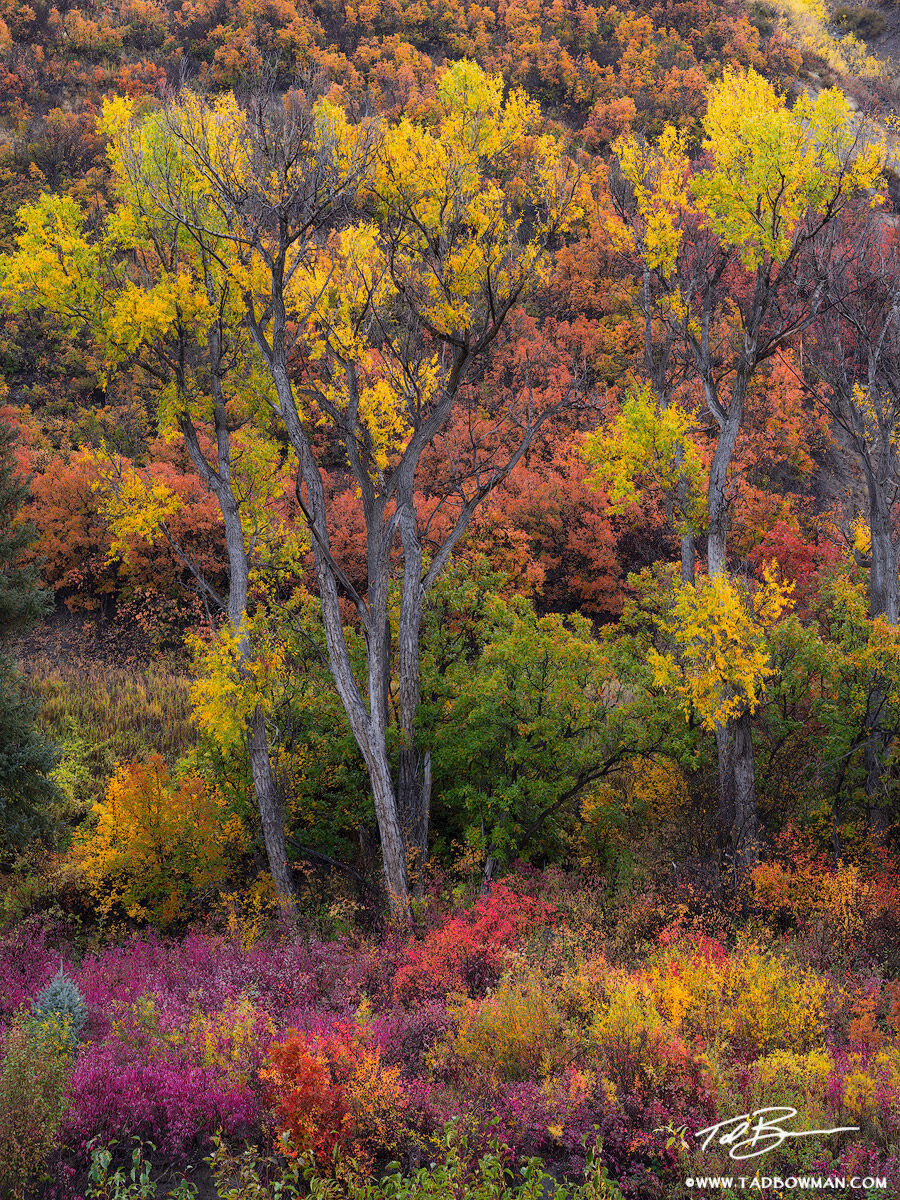 This Colorado autumn photo depicts cottonwood trees surrounded by colorful fall foliage
