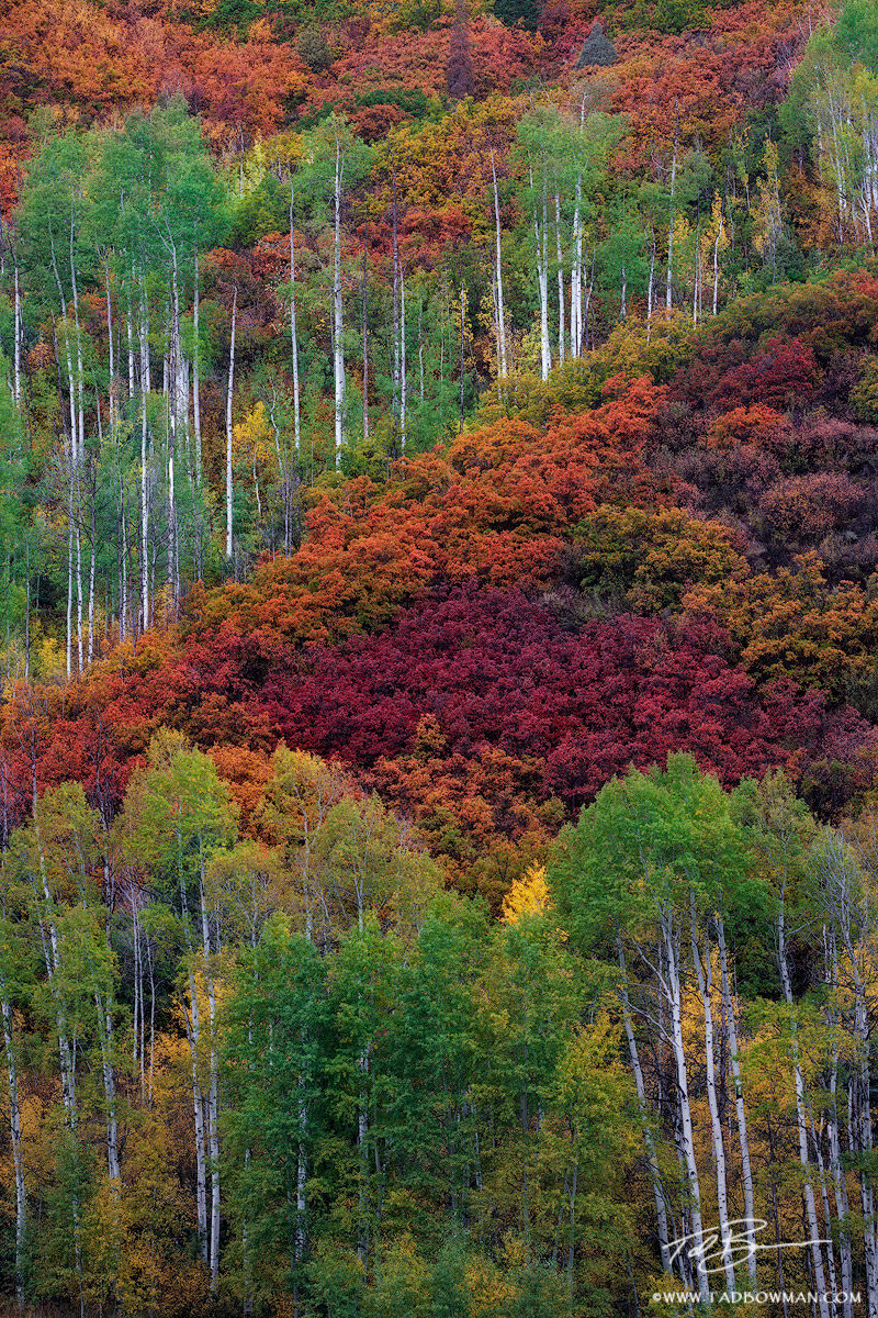 This Colorado fall photo depicts green aspen trees surrounded by colorful scrub oak trees in the White River National Forest.