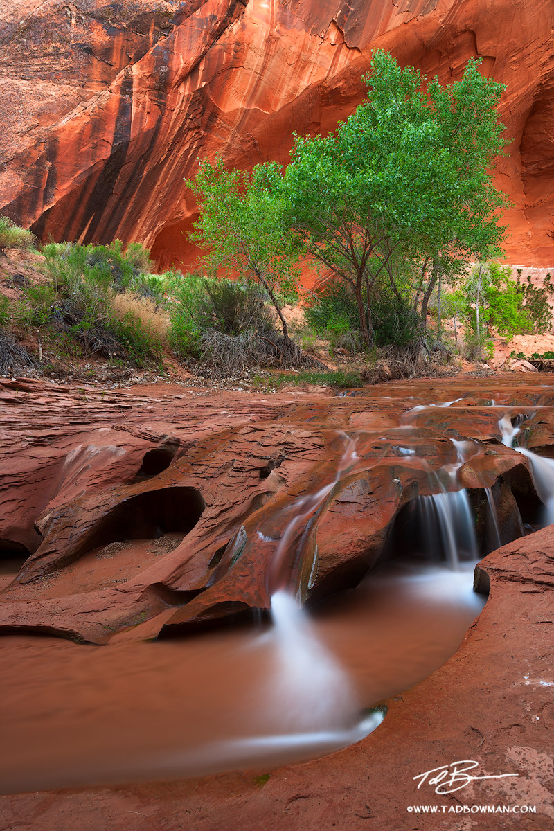 This Utah photo depicts water falling over unique red rock formations within Coyote Gulch in Escalante National Monument (Glen...