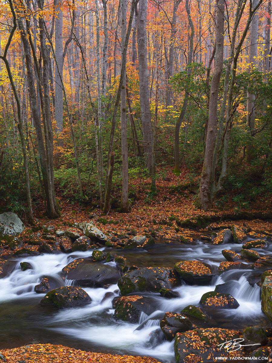 This Smoky Mountain photo depicts a stream flowing through a colorful fall forest