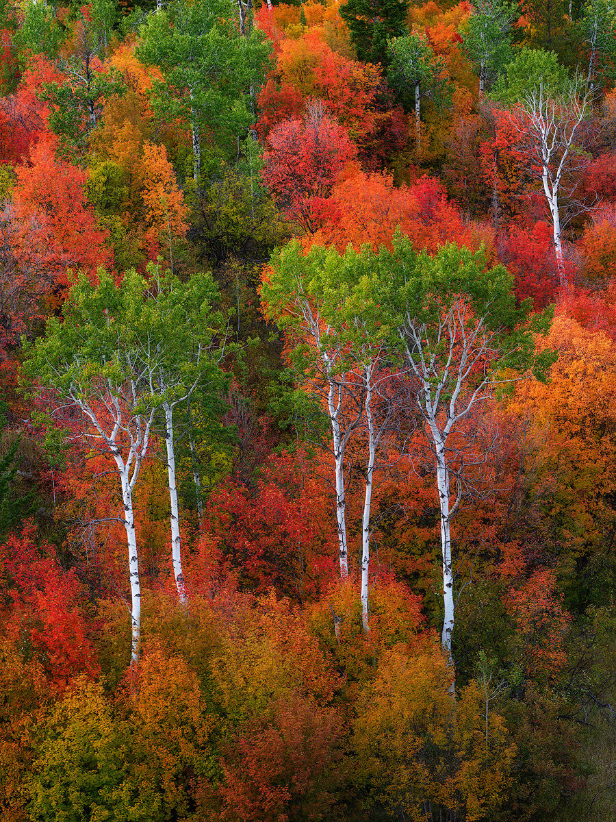 This Idaho autumn picture depicts a multitude of fall colors including maple, oak, and aspen trees.