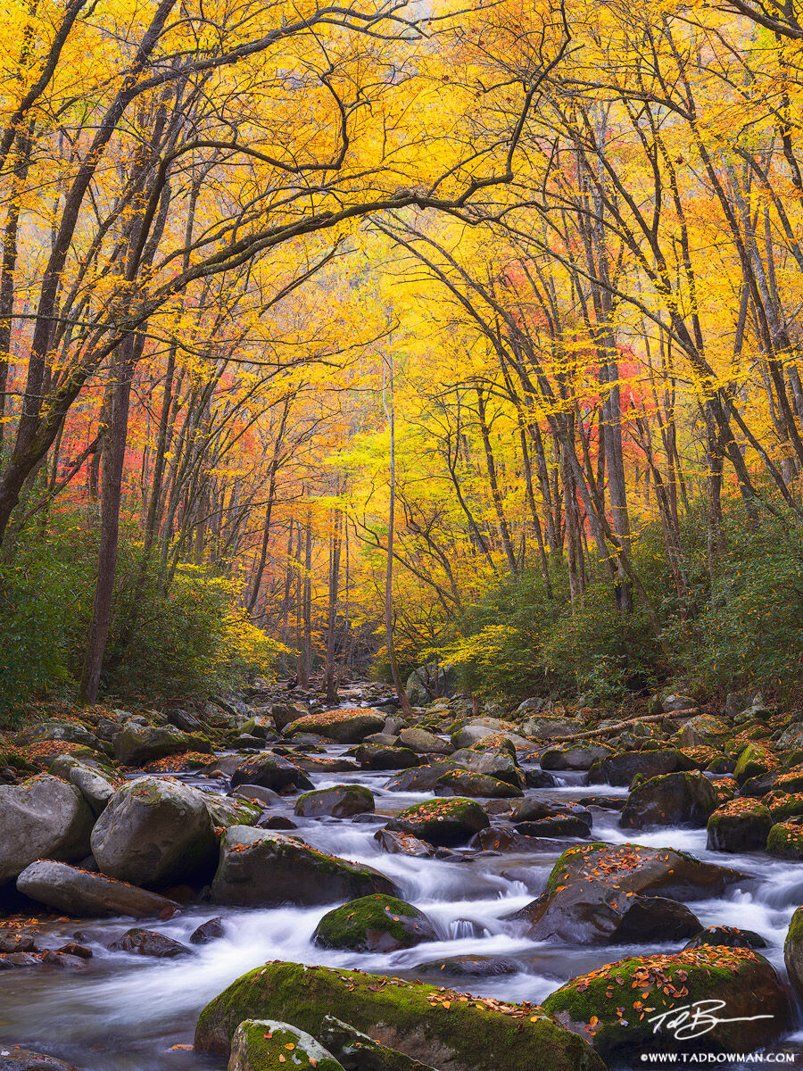 This Smoky Mountains photo depicts the big creek stream flowing in the foreground with a colorful fall canopy in the background...