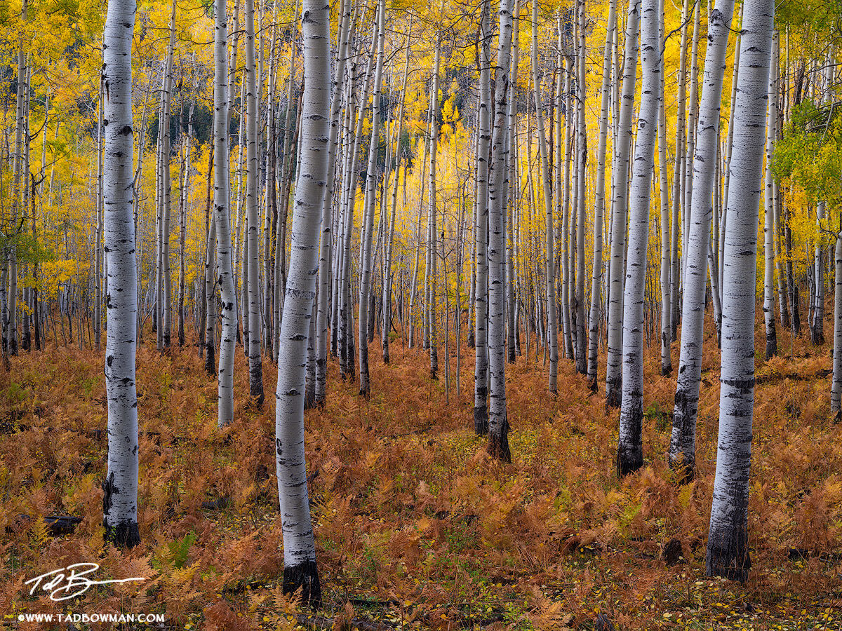 This Colorado fall photo depicts a colorful aspen tree forest surrounded by vibrant fall foliage in the Uncompahgre National...