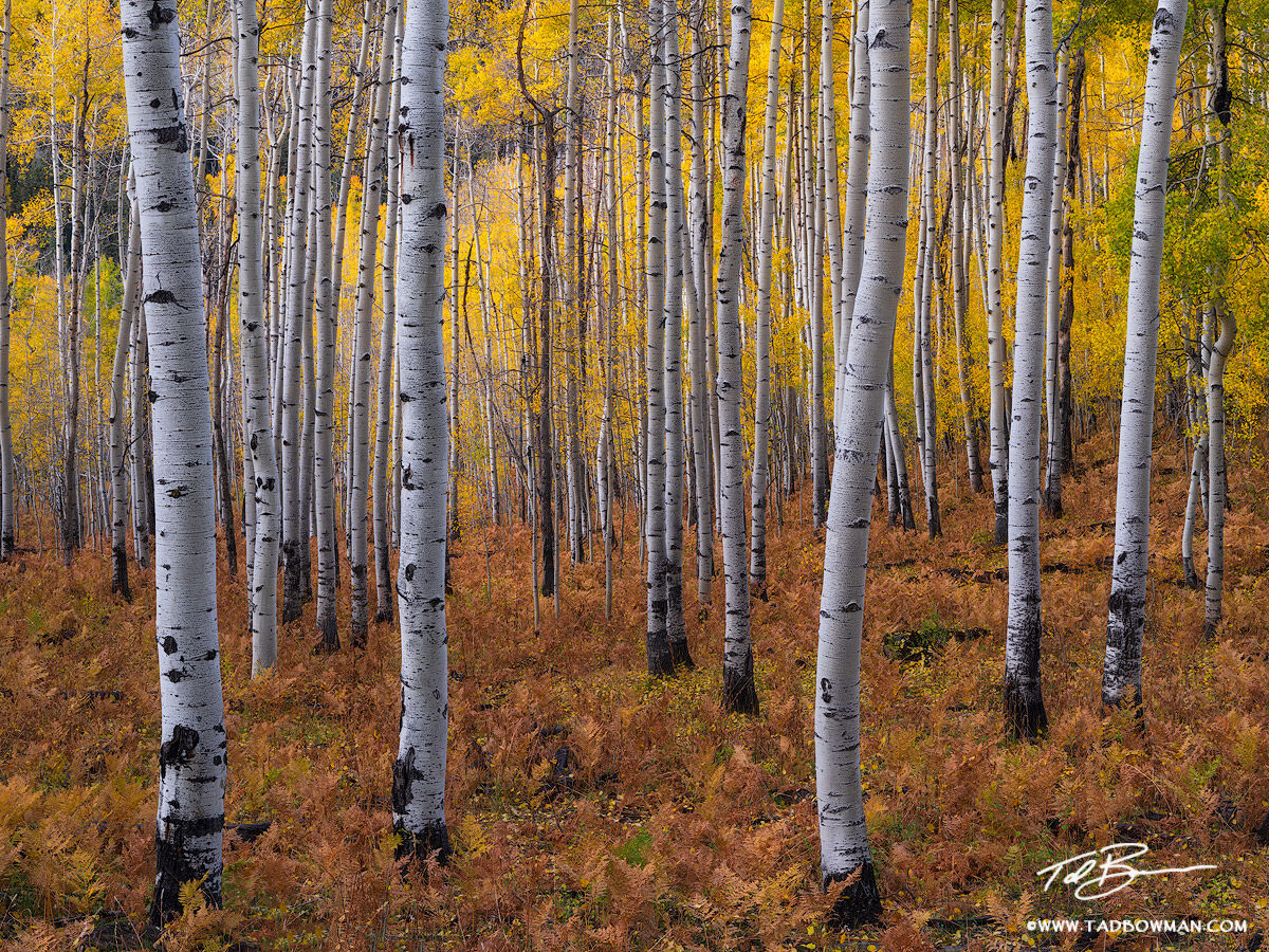 This Colorado fall photo depicts a colorful aspen tree forest surrounded by vibrant fall foliage in the Uncompahgre National...