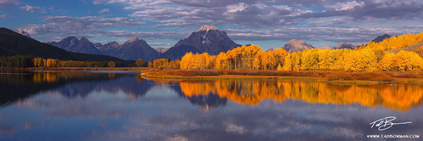 This Wyoming panorama mountain photo depicts a warm glow on the fall aspen trees at Oxbow Bend in the Grand Teton National Park...