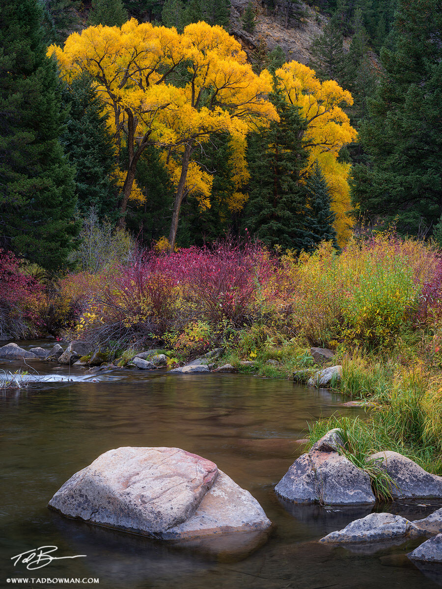 This Colorado Fall photograph depicts golden cottonwood trees on the bank of a slow meandering stream.