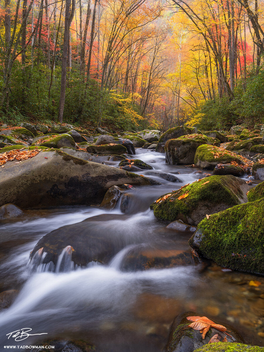 This Smoky Mountains photo depicts the big creek stream flowing in the foreground with a colorful fall canopy in the background...