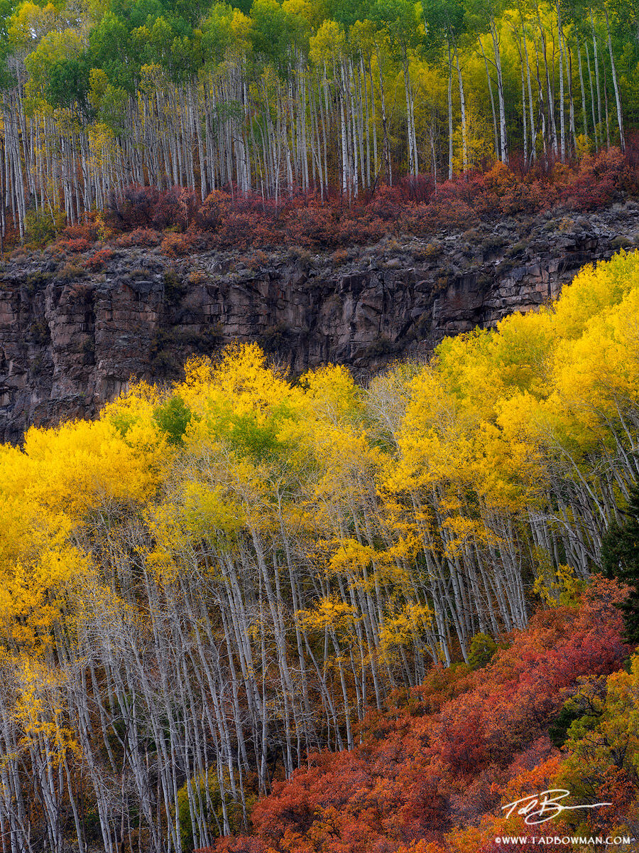 This Colorado fall photo depicts colorful fall aspen trees and fall foliage situated in the Uncompahgre National Forest, Colorado...