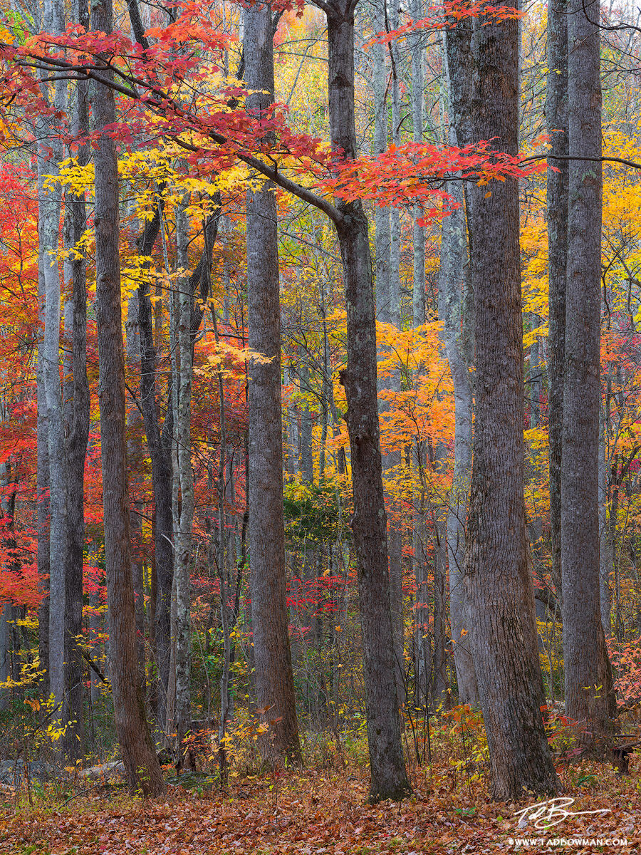 This Smoky Mountains photo depicts colorful fall foliage behind a pattern of tree trunks
