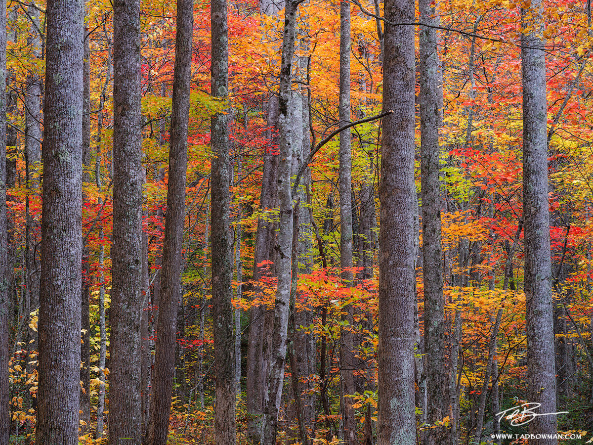 This Smoky Mountains photo depicts colorful fall foliage behind a pattern of tree trunks