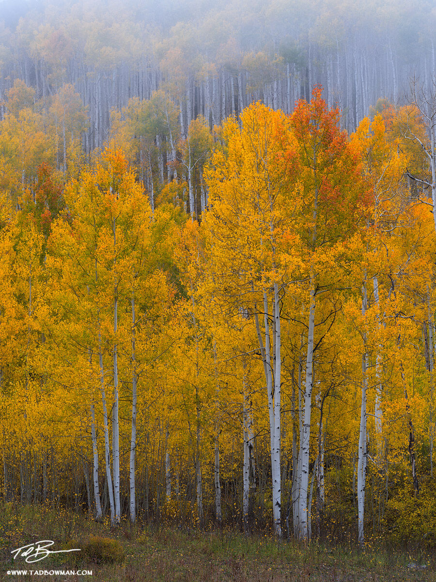 This Colorado fall photo depicts colorful yellow aspen trees with fog rolling in behind