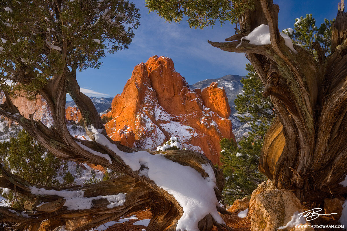 This photo depicts Garden of the Gods rock formations framed by a juniper tree in the early morning hours