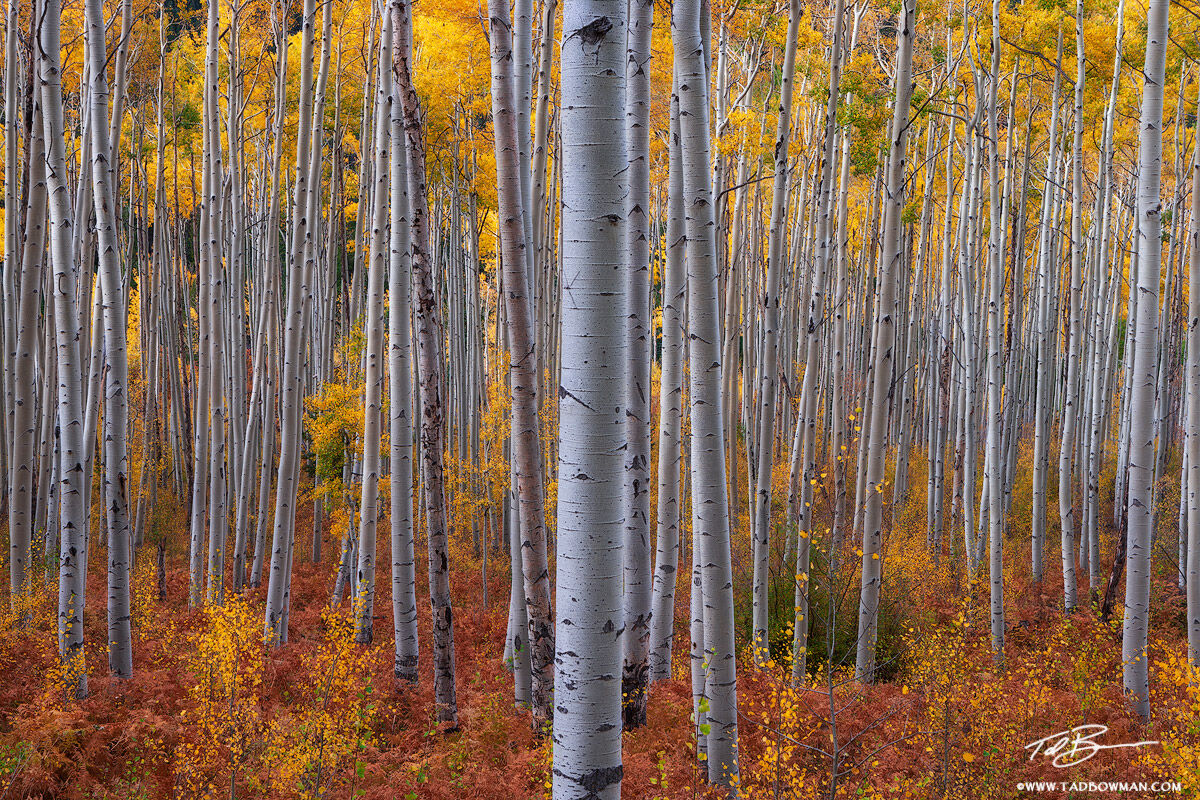 This Colorado autumn aspen tree picture depicts a gold aspen forest situated in the White River National Forest