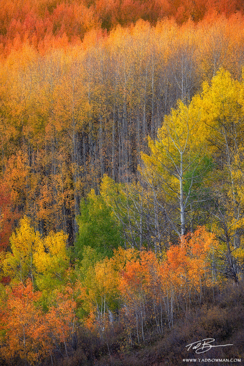 This Colorado fall photo depicts layers of colorful aspen trees situated in the Gunnison National Forest