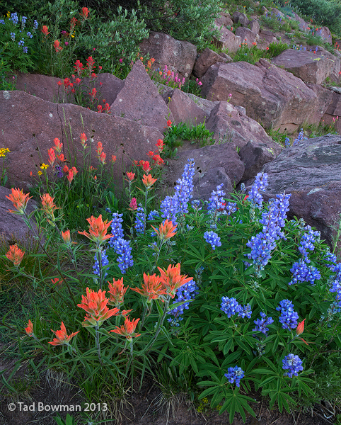 This Colorado picture depicts Indian Paintbrush and Lupine wildflowers growing among rocks on a hillside