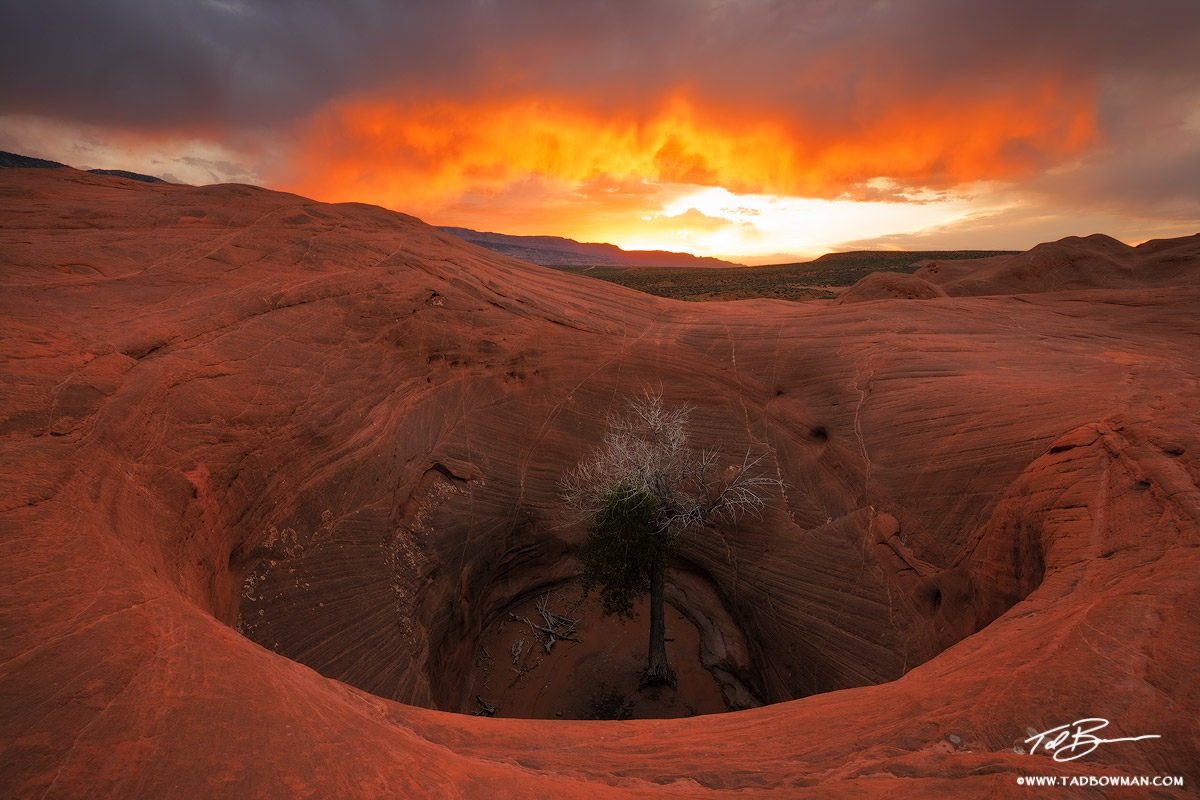 This Utah photo depicts a lone tree in a sand stone rock formation at sunset in Grand Staircase Escalante National Monument.