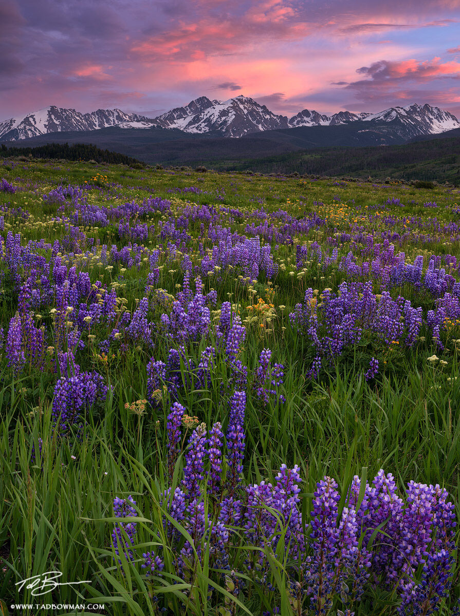 This Colorado wildflower photo depicts a colorful field of lupine flowers with the Gore Range in the background at sunset. Custom...