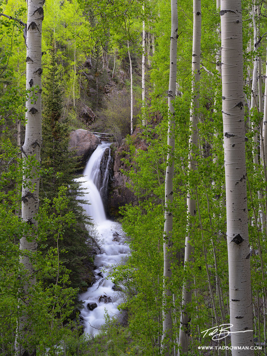 This Colorado Fall photo depicts Nellie Creek Falls surrounded by green aspen trees in the San Juan Mountains