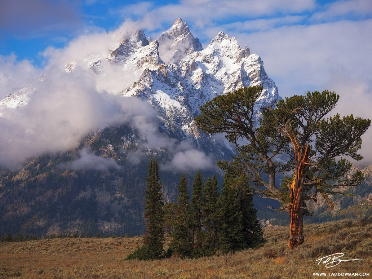 This Wyoming photograph depicts a tree referred to as Old Patriarch situated under the Grand Teton National Park.