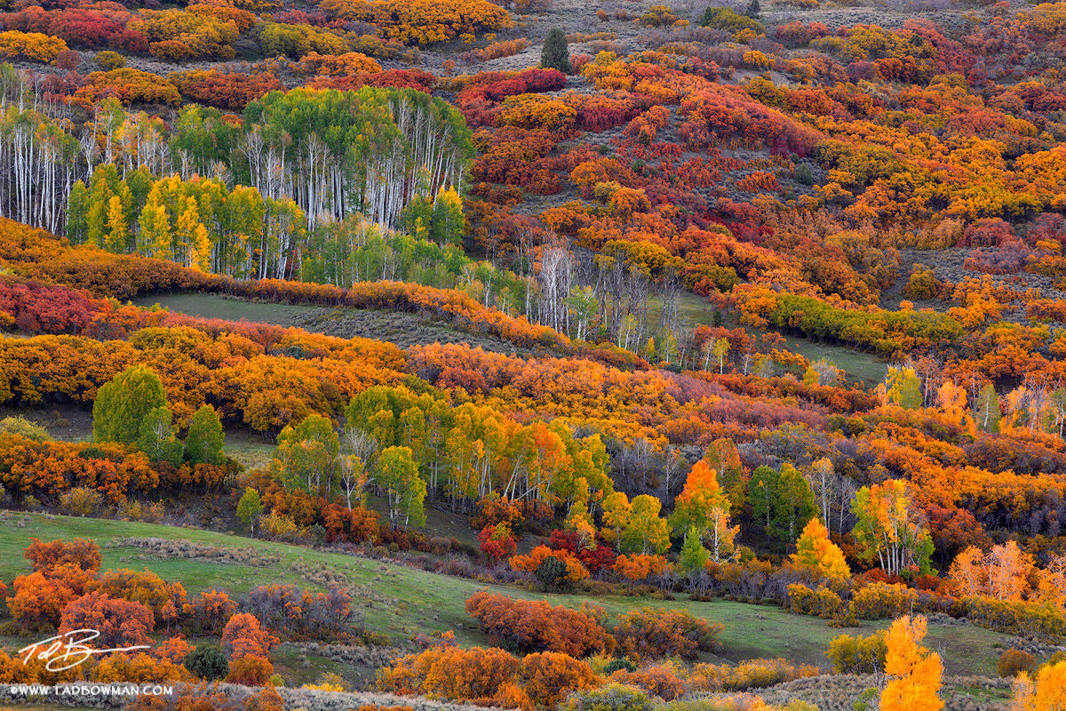 This Colorado fall photo depicts a mixture of aspen trees and scrub oak demonstrating a plethora of colors