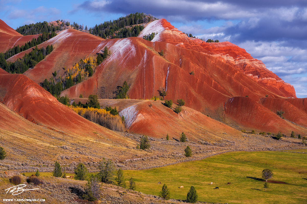 This Wyoming photograph depicts soft afternoon light with a dusting of snow on the Red Hills with horses in the foreground