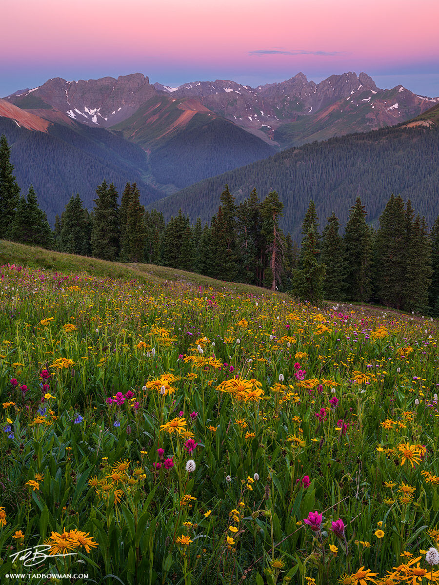 This Colorado mountain photo depicts pink predawn light over the San Juan Mountains with a foreground of wildflowers.