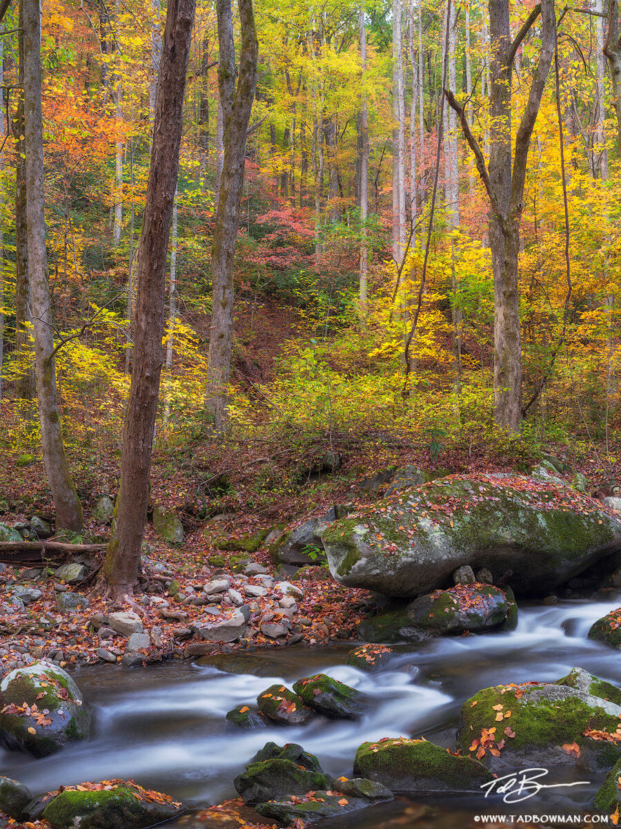 This Smoky Mountain photograph depicts a stream meandering through a colorful fall forest