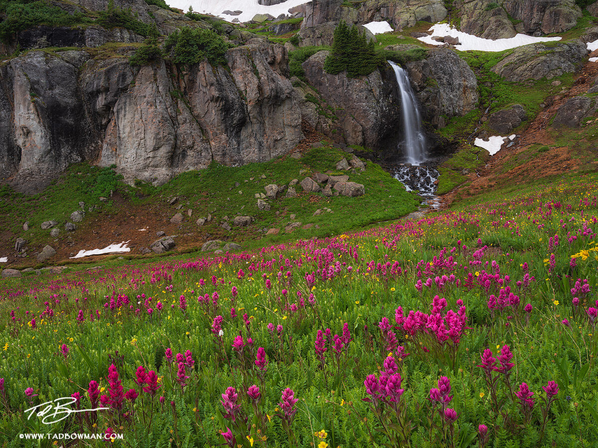 This Colorado mountain photo depicts a large expanse of pink &nbsp;Indian Paintbrush wildflowers with a waterfall in the background...