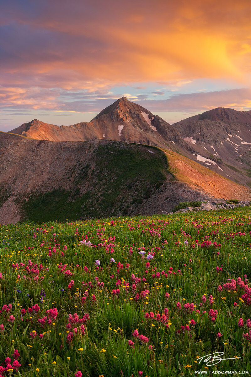 This San Juan mountain wildflower photo depicts sunset on Diorite Peak in the La Plata Mountains with Indian Paintbrush in the...