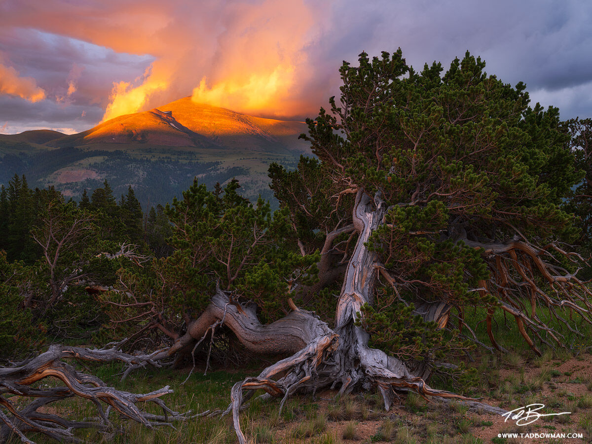 This Colorado mountain photo depicts dramatic orange clouds at sunset over Mount Silverheels with Bristlecone pine trees in the...