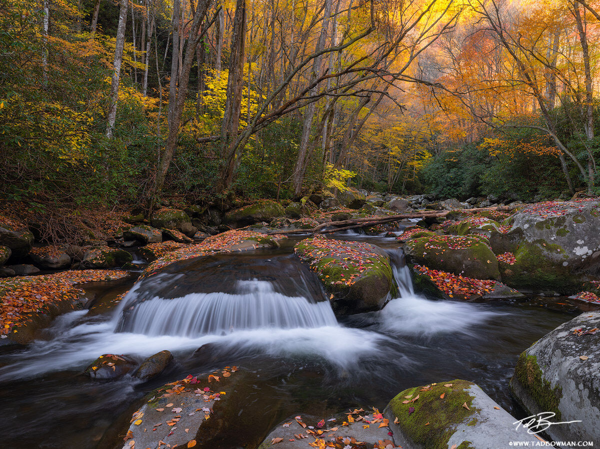 This Smoky Mountains Photo depicts warm light at sunrise on on the fall foliage in the foreground with a small waterfall and...