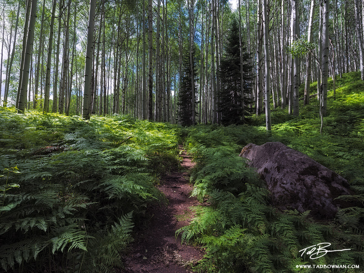 This Colorado forest photo depicts green aspen trees with green ferns in the Gunnison National Forest.
