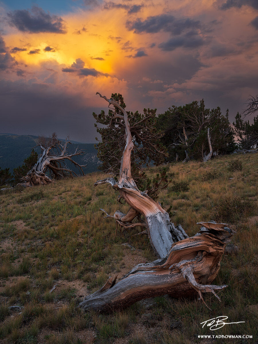 This Colorado photo depicts a stormy sunset with a bristlecone pine tree in the foreground pointing upwards.