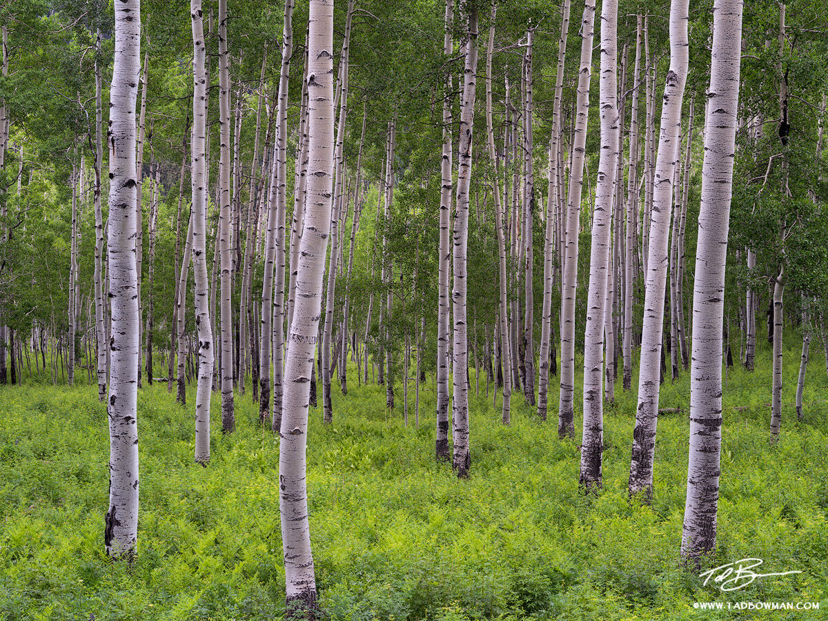 Colorado, Aspen Photos, Colorado Aspens, Ferns, foliage, aspen tree photos, aspens, forest, wilderness, Colorado tree photos 