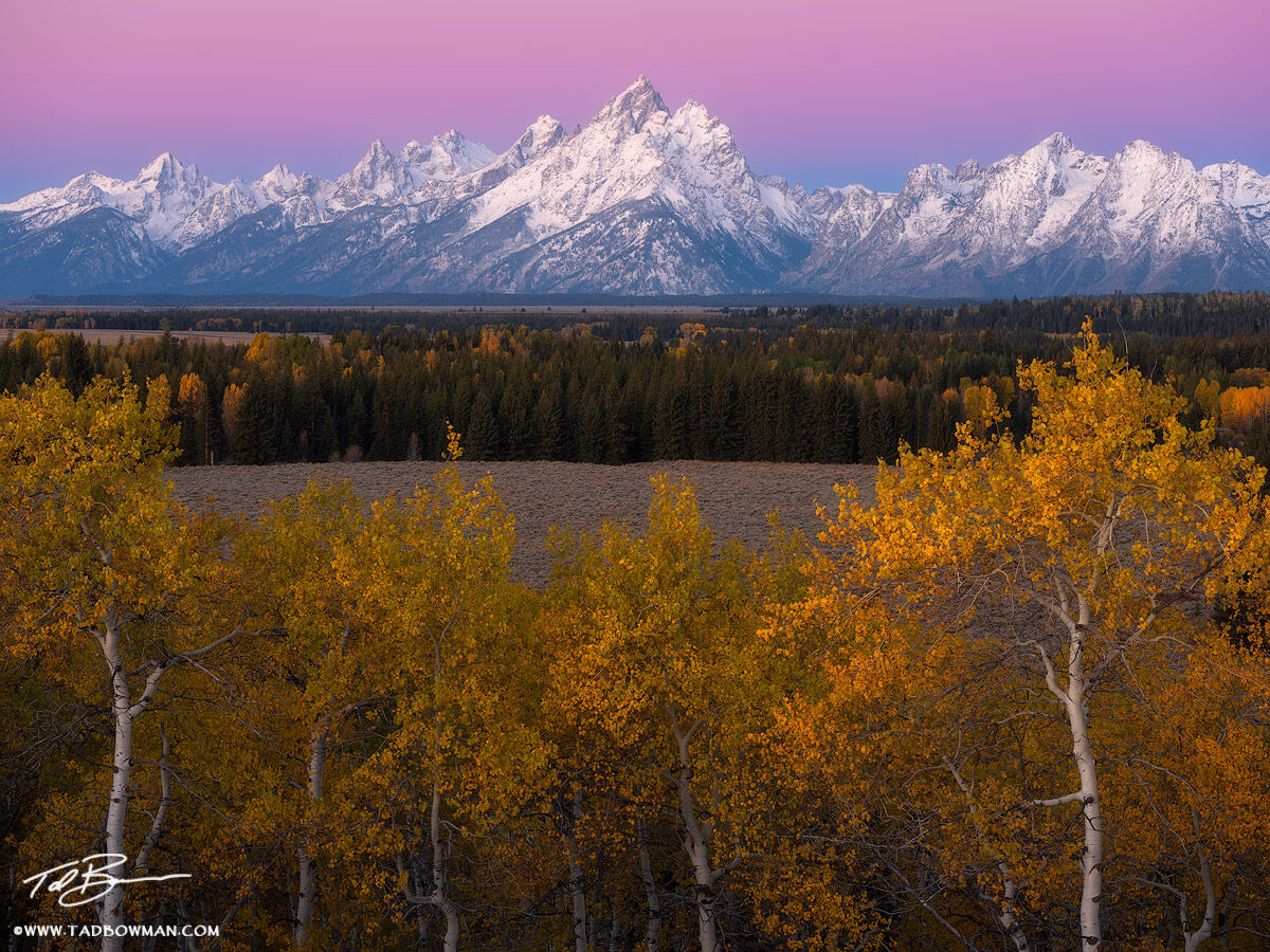 This Wyoming fall photo depicts sunrise over the Grand Tetons with colorful aspen trees in the foreground