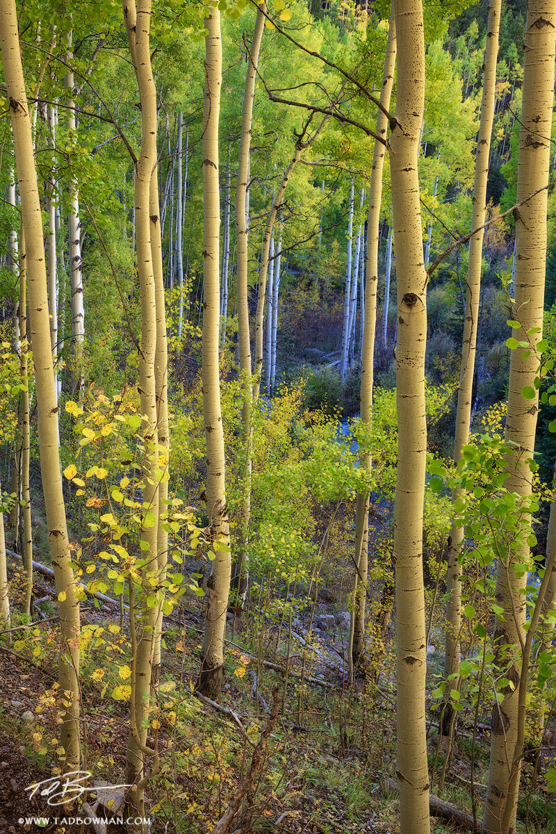 This Colorado fall photo depicts aspen trees with side lighting warming up the foreground while the background is shaded in a...