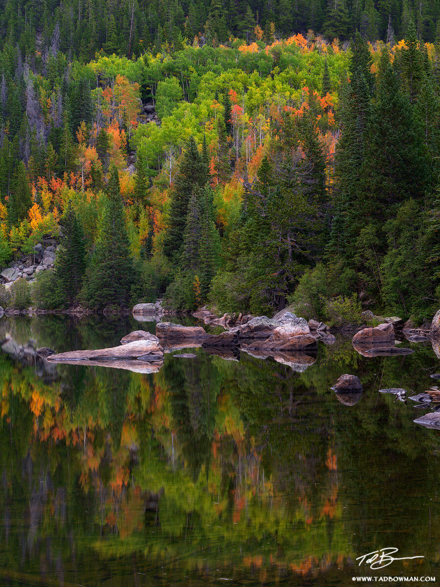 This Colorado fall photo depicts pine trees and aspen trees that are in various stages of color transition reflecting off a lake...