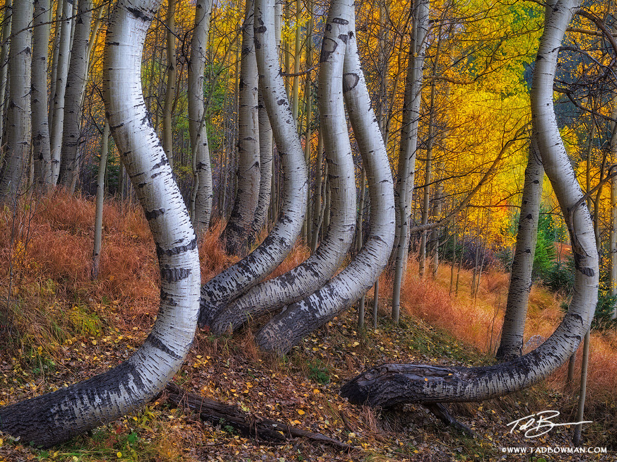 This Colorado autumn photo depicts twisted aspen trees among colorful fall foliage