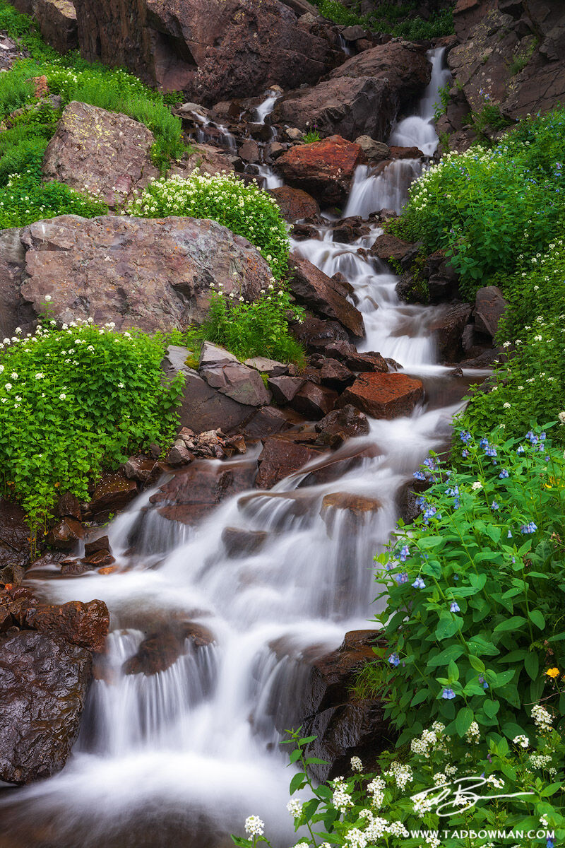 This Colorado waterfall photograph depicts wildflowers growing around a stream cascading down small rocks and boulders in the...