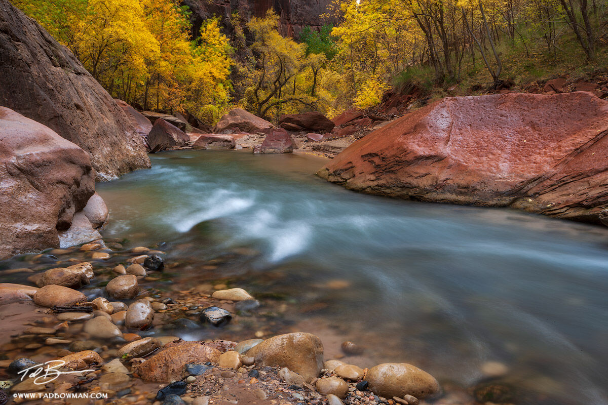 This Zion photo depicts the Virgin River flowing downstream towards colorful cottonwood trees